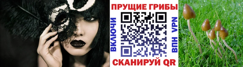 Псилоцибиновые грибы Psilocybine cubensis  закладка  Каспийск 